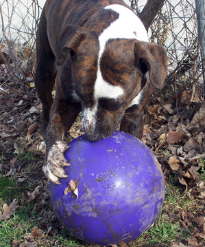 Thumbnail image for Ann Arbor, Dog Day Care, Purple Ball1.jpg