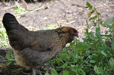 Borden - Chicken eating tomato plants