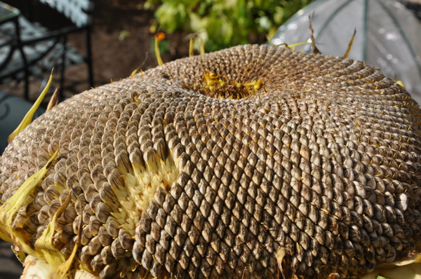 Borden - drying sunflower head with seeds