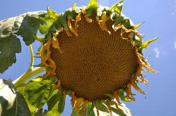 Borden - sunflower head