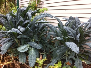 Borden - Kale in the garden