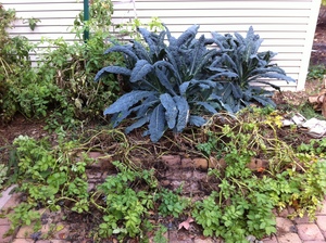 Borden - potato plant