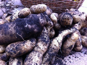 Borden - potatoes from the ground