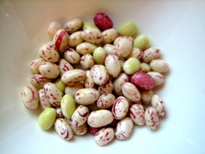 ThreeBoys-Tantre-Farm-Farm-Community-Supported-Agriculture-October-2010-Tongue-of-Fire-white-shelling-beans