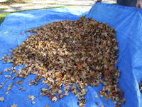 LeafBurrito1.jpg