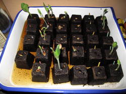 Seedlings62.jpg