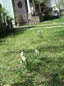 Thumbnail image for daffodilsinlawn.JPG
