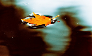 floatingleaf.jpg