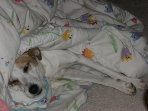 liz dogs 096.JPG