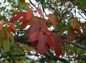 sassafras-albidum-colors2.JPG