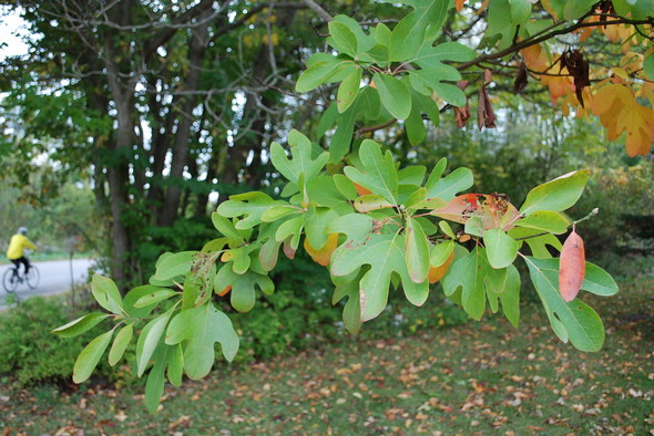 sassafras-albidum-leaves.JPG