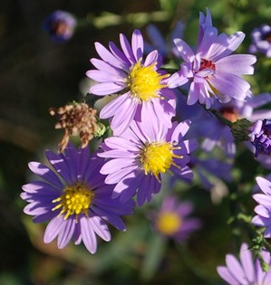 smooth aster 2010 ultra closeup vert.jpg