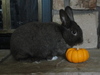 Thumbnail image for DSC01752.JPG
