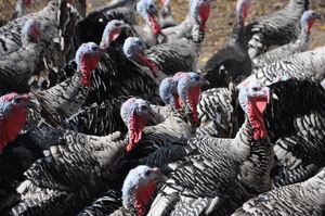 Borden - Narrangansett Turkeys