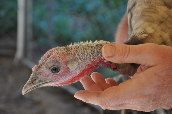 Borden - Head of a Narrangansett Turkey