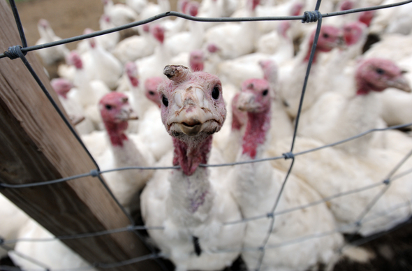 Dawn_Farm_turkey.jpg