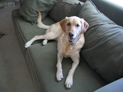 Dog-Aspen-Eva-Johnson.JPG