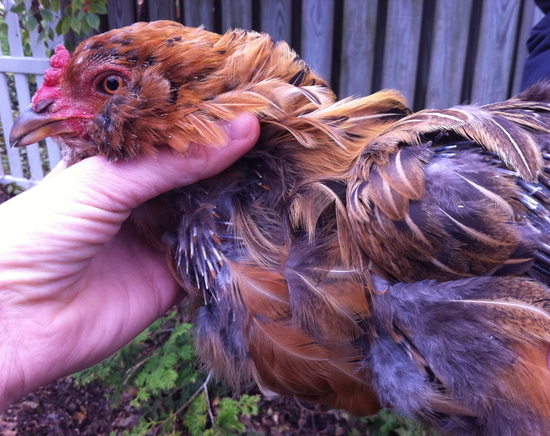 Borden - chicken with pin feathers on neck