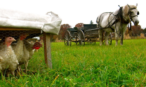 lampman-schmucker-turkey-farm.JPG