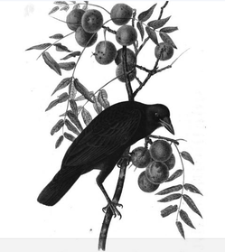 audobon-crow.png
