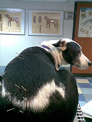 dogacupuncture.jpg