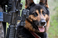 militaryworkingdogbeverlyandpack.jpg