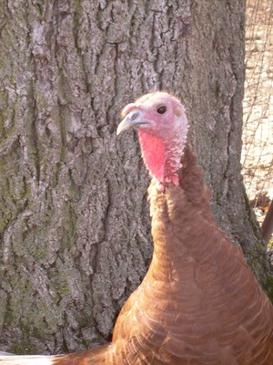 threeboys-old-pine-farm-local-turkey