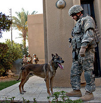 usarmymilitarydog.jpg