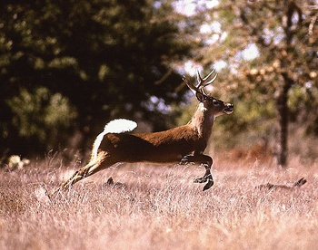 white-tail-deer.jpg