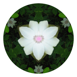 12 White Clematis - Nature Mandala 64.jpg