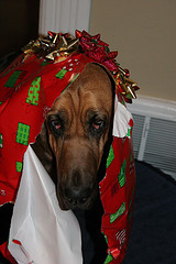 SuperFantasticxmasbloodhound.jpg