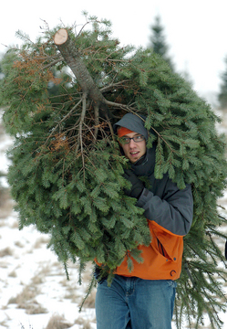 christmas-tree.JPG