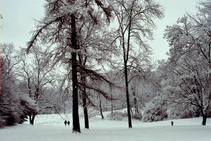 nichols-arboretum.jpg