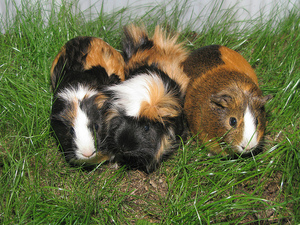 Alexander-January-2011-3GuineaPigs.jpg