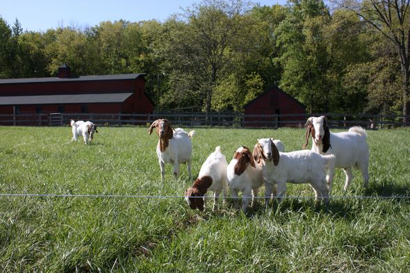 BayerJan2011.CapellaGoats.jpg