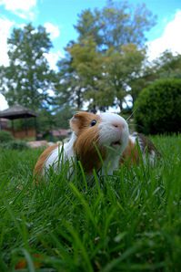 Alexander-January-2011-GuineaPig.jpg