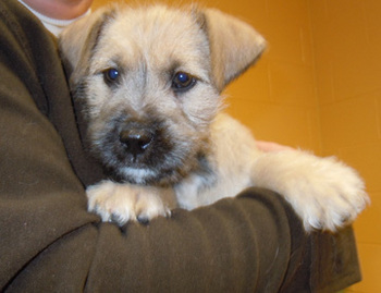 pitbull schnauzer mix puppies