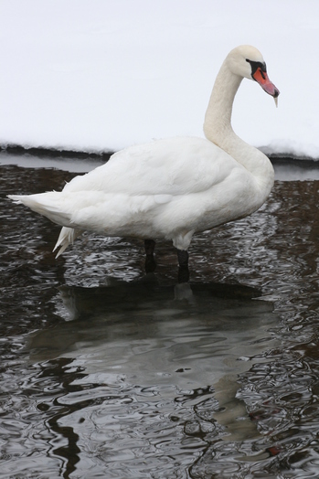 Mill-Pond-mute-swan.jpg