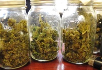 Thumbnail image for medical_marijuana_A2P2C2_Jan_2011.jpg