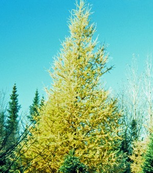 tamarack_fall_color_bugwood.jpg