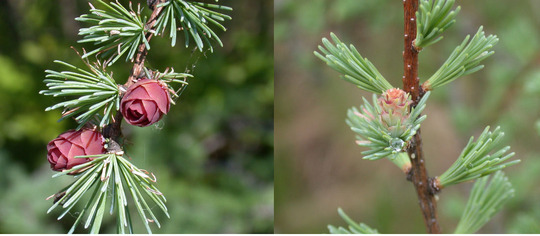 tamarack_needles_cones.jpg