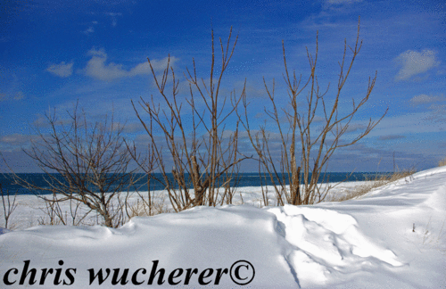 three-bare-bushes-editedstr.gif
