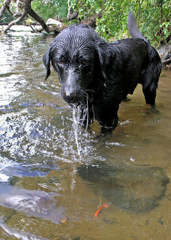 wetdogmrpattersonsir.jpg