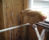 Borden - chicken in coop