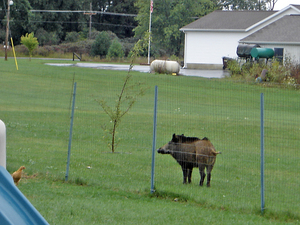 Feral-pig-Washtenaw-county-in-yard.jpg