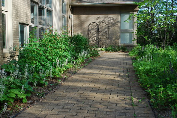 Foamflower-border.JPG