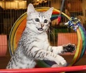 Kitty.jpg