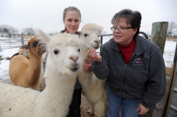 Sue_Schalk_alpaca_farm.jpg