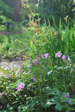 Wild-geranium-and-columbine.JPG