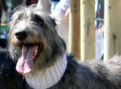 deerhoundmen'thedogs.jpg